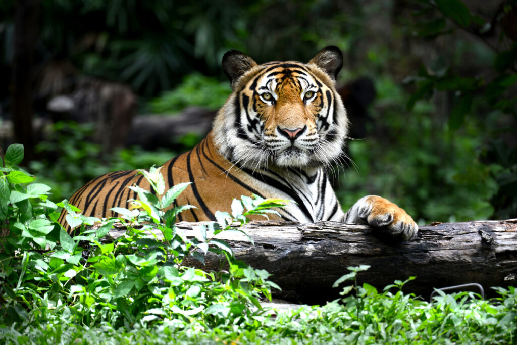A Bengal tiger relaxing on a log
